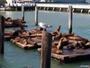  San Francisco, USA; Profil: Rowald;