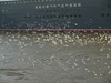 Queen Mary 2; Q2 Begleitfahrt; Elbe, Hamburg, Germany; Profil: Rowald;