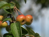 miniature apples; Hamburg, Germany; Profil: Rowald;