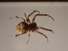 P7240535;  Bayreuth, Germany; Profil: Rowald; 