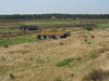 P6011011; Læsø, Danmark; Profil: Rowald;