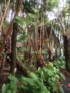 PB200992; Hawaii, Big Island, ...; Profil: Rowald;