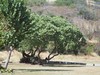 PB201909; Hawaii, Big Island, ...; Profil: Rowald;