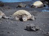 PB201914; Hawaii, Big Island, ...; Profil: Rowald;