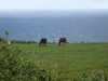 PB190933;  Hawaii, Big Island, ...; Profil: Rowald; 