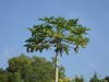 PB190947; Hawaii, Big Island, ...; Profil: Rowald;
