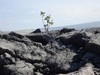 PB180908; Hawaii, Big Island, ...; Profil: Rowald;