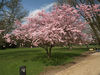 cherry blossoms / Ki...;  Stadtpark, Hamburg, ...; Profil: Rowald; 