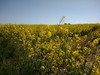 IMG_20180520_114521328;  Fuenen, DK; Profil: Rowald; 