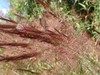 PC081715; Profile: Rowald; 