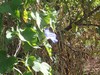 PC081717; Profile: Rowald; 