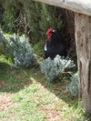 PC201722; Profil: Rowald; 