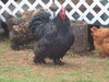 PC201734; Profil: Rowald; 
