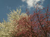 cherry blossom - P41...; Profil: Rowald; 