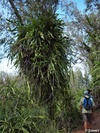 Mahana Ridge Trail