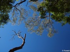 Kahakapao Trail - Fong Ridge