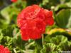 P6252863; © Rowald; Planten und Bloomen; Planten und Bloomen ...; Profil: Rowald;