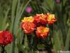 P6252866; © Rowald; Planten und Bloomen; Planten und Bloomen ...; Profile: Rowald;