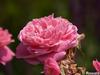 P6252869; © Rowald; Planten und Bloomen; Planten und Bloomen ...; Profil: Rowald;