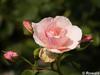 P6252870; © Rowald; Planten und Bloomen; Planten und Bloomen ...; Profil: Rowald;