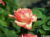 P6252872; © Rowald; Planten und Bloomen; Planten und Bloomen ...; Profil: Rowald;
