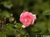 P6252875; © Rowald; Planten und Bloomen; Planten und Bloomen ...; Profil: Rowald;