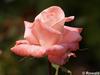 P6252877; © Rowald; Planten und Bloomen; Planten und Bloomen ...; Profile: Rowald;