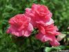 P6252881; © Rowald;  Planten und Bloomen;  Planten und Bloomen ...; Profile: Rowald; 