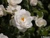P6252882; © Rowald; Planten und Bloomen; Planten und Bloomen ...; Profil: Rowald;