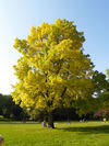 yellow tree - _9230485; Profil: Rowald;