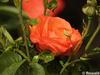 P6252887; © Rowald; Planten und Bloomen; Planten und Bloomen ...; Profil: Rowald;