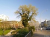 4165038_G; © Rowald; Planten und Bloomen; Planten und Bloomen ...; Profil: Rowald;