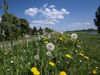 Pusteblume - P5112974; Profil: Rowald;