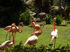 Flamingos; Waikiki, Oahu, Hawai...; Profil: Rowald;