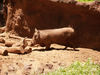 what a pig; Profil: Rowald;