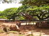 Nashorn unnd Giraffen; Profil: Rowald;
