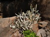 Cactus; Profil: Rowald;