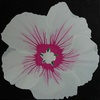 Syriacus; 40 x 40 cm; EUR 60,-; Profil: Gitta;
