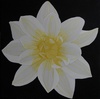 Dahlie; 40 x 40 cm; EUR 60,-; Profil: Gitta;