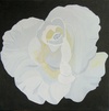 White Lady; 40 x 40 cm; EUR 60,-; Profil: Gitta;