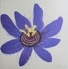 Passi; 40 x 40 cm; EUR 60,-; Profile: Gitta;