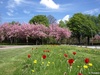 Spring Impressions